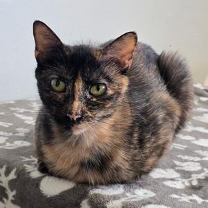 Cinnamama New Mexico, adult, available for adoption