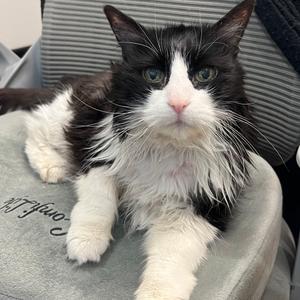Dax, senior, available for adoption