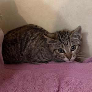 Adira, young, available for adoption