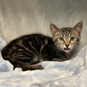 Bella, available for adoption