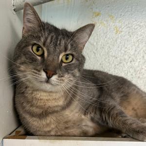 Archie "Boris", adult, available for adoption