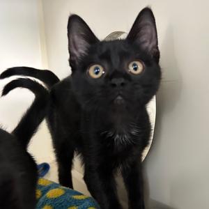 7B Tobin Roswell, available for adoption