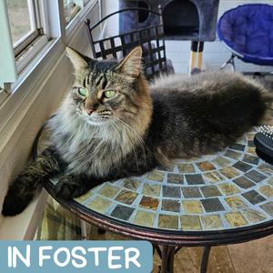 Dovah, senior, available for adoption