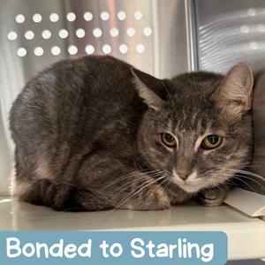 Aries AR, adult, available for adoption