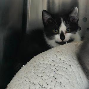 Butters, available for adoption