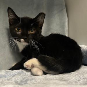 Airees Louisiana, available for adoption