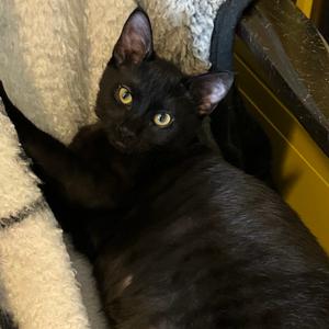 Demoman Roswell, young, available for adoption