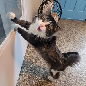 Bucket, adult, available for adoption