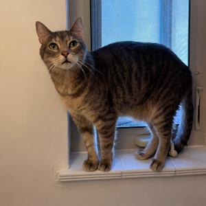 Bishop, adult, available for adoption