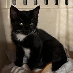 5B Fujin Roswell, available for adoption