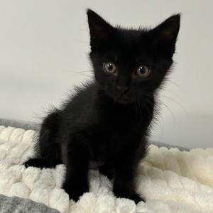 Ebonyfur, available for adoption