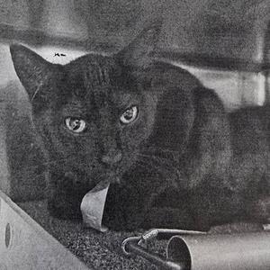 A black cat with yellow eyes is looking at the camera while chewing on a piece of white paper.