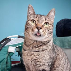 Barley Houston, adult, available for adoption