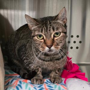 Barley Houston, adult, available for adoption