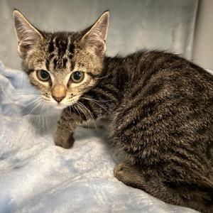 Bailey, available for adoption