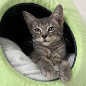 9B Joseph Roswell, available for adoption