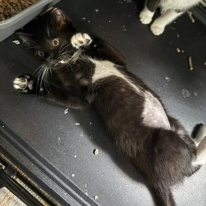 Darling Houston, available for adoption