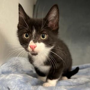 Bradie, available for adoption