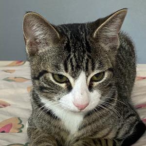 5A Cashew Roswell, available for adoption