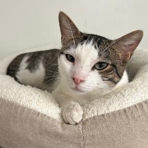 A gray and white cat lying in a cozy cat bed