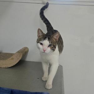 A tabby and white cat with its tail curved upwards is walking towards the camera.