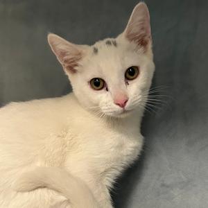 Coolio Roswell, young, available for adoption
