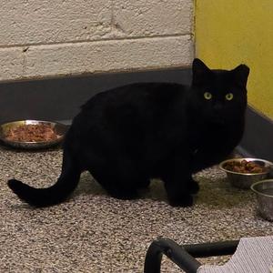 Dubloon, adult, available for adoption