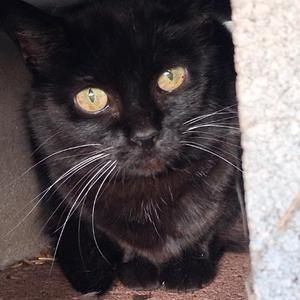 Fancy, senior, available for adoption