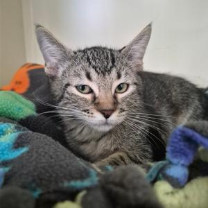Claire, available for adoption