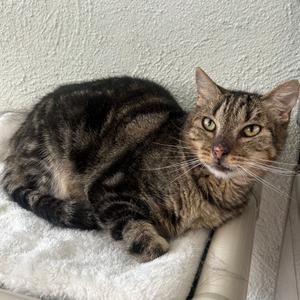 Benny Houston, adult, available for adoption