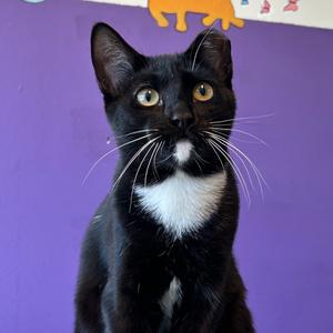 A black and white cat with a white chest and chin, sitting against a purple background. The cat has large, expressive eyes and long whiskers. There is a yellow cat-shaped sticker on the wall behind the cat.