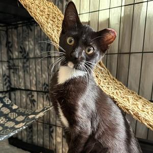 Diva Houston, available for adoption
