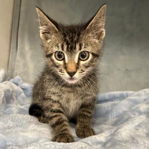 Billie, available for adoption