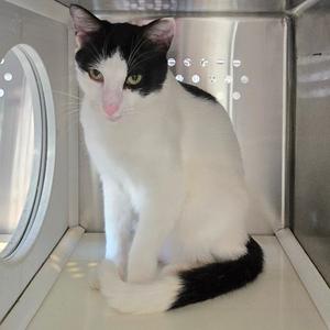 A black and white cat sitting inside a metallic animal kennel.