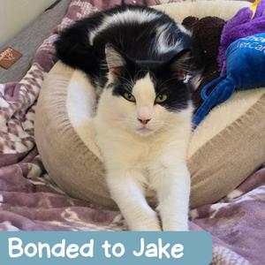 Claude, adult, available for adoption