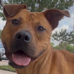 Mocha, Terrier, American Pit Bull, adult, available for adoption