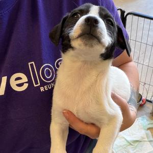 Pecan, Mixed Breed (Medium), puppy, available for adoption