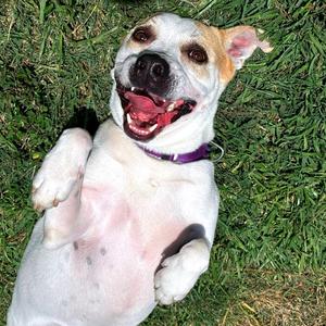 Gonzo, Terrier, American Pit Bull, adult, available for adoption