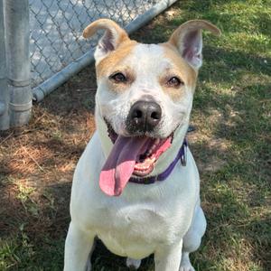 Gonzo, Terrier, American Pit Bull, adult, available for adoption