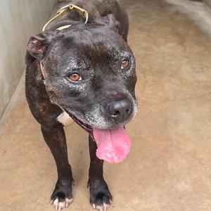 Buttercup, Terrier, American Pit Bull, senior, available for adoption