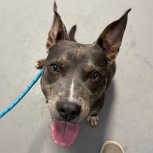 Winnie, Terrier, American Pit Bull, adult, available for adoption