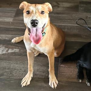 Daphne, Carolina Dog, adult, available for adoption