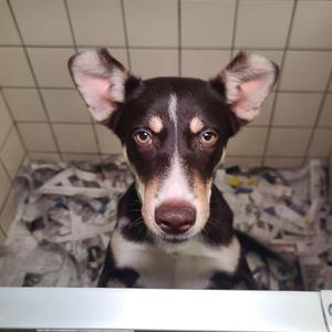 Austin, Mixed Breed (Medium), adult, available for adoption