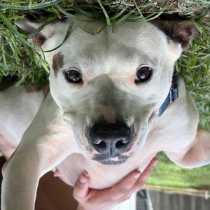 Odessa, Mixed Breed (Medium), adult, available for adoption