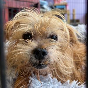 Tanner, Unknown, senior, available for adoption