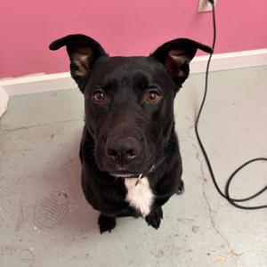 Jean-Paul, Retriever, Labrador, adult, available for adoption