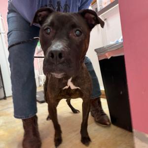 Sadie, Mountain Cur, adult, available for adoption