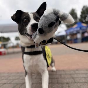 Charlie Brown, Mixed Breed (Large), adult, available for adoption