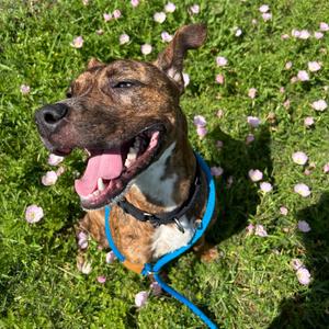 Chester, Mixed Breed (Medium), adult, available for adoption