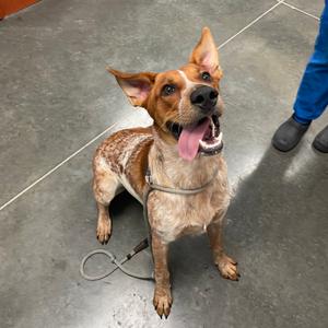A tan and white dog with floppy ears and its tongue out is sitting on a grey floor.